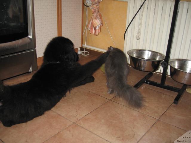 Фото: ньюфаундленд Эксклюзив от Ундины, Бобби