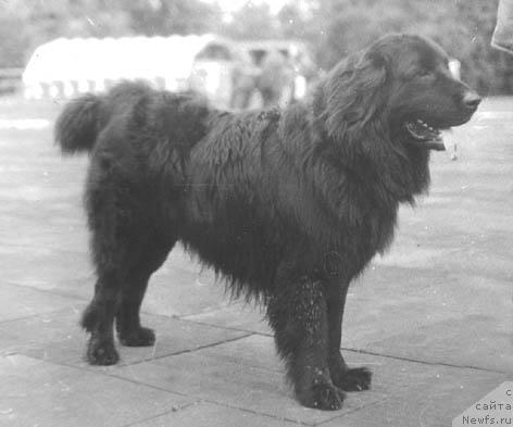 Фото: ньюфаундленд Брайт