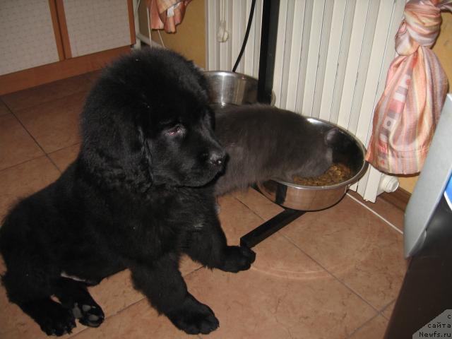 Фото: ньюфаундленд Эксклюзив от Ундины, Бобби