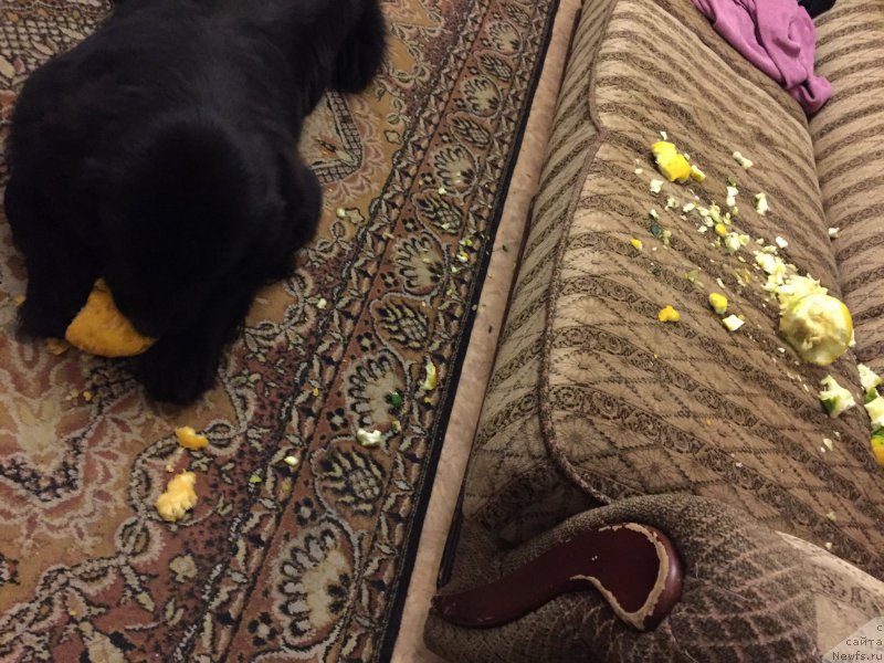 Фото: ньюфаундленд Браунблад МСК Хелфи Бэст Армани (Brownblood MSK Helfi Best Armani)