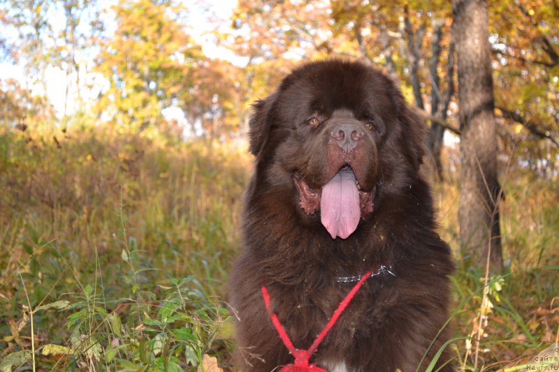 Фото: ньюфаундленд Акватория Келвин Риверданс (Aquatoriya Kelvin Riverdance)