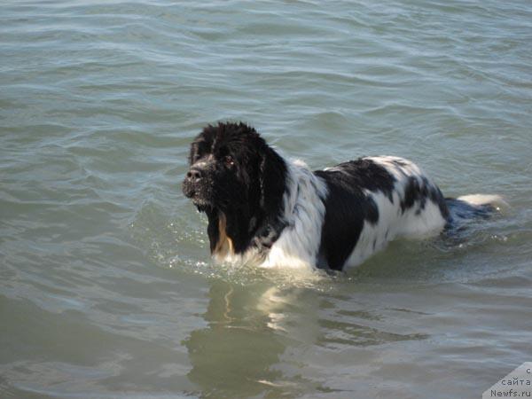 Фото: ньюфаундленд Плюшевая Панда Дениза для Берега Дона (Plushevaya Panda Deniza Dlja  Berega Dona)