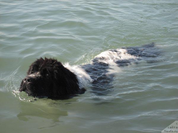 Фото: ньюфаундленд Плюшевая Панда Дениза для Берега Дона (Plushevaya Panda Deniza Dlja  Berega Dona)