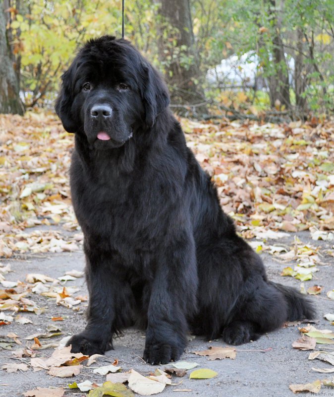 Фотография № 194286