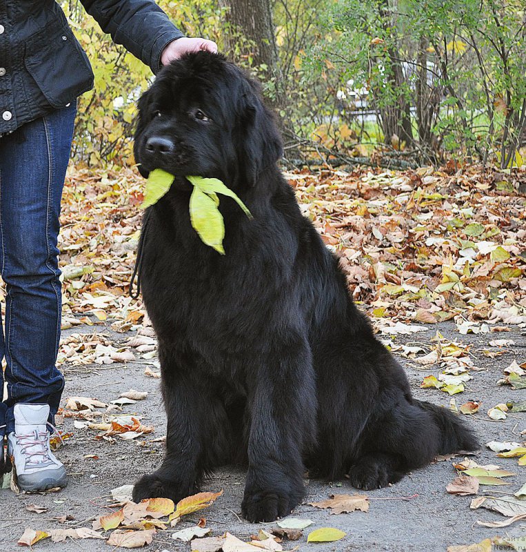 Фотография № 194287