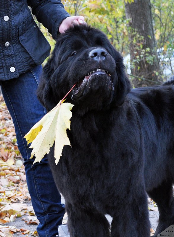 Фотография № 194288