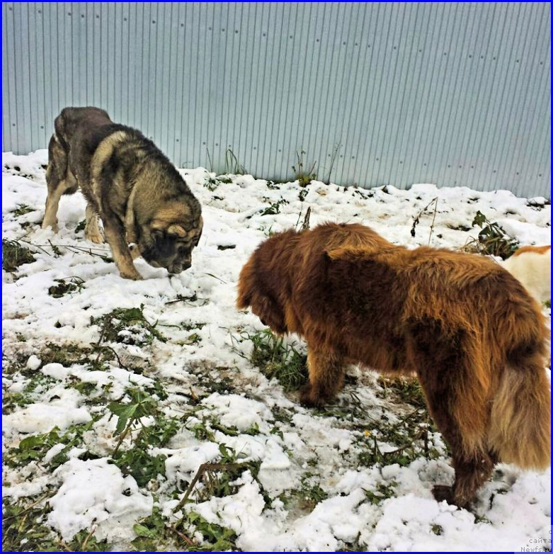 Фото: ньюфаундленд Браунблад МСК Хаким Голд Хайдар (Brownblood MSK Hakim Gold Haydar), ДЭН