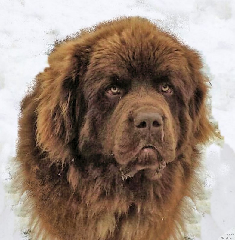 Фото: ньюфаундленд Браунблад МСК Хаким Голд Хайдар (Brownblood MSK Hakim Gold Haydar)