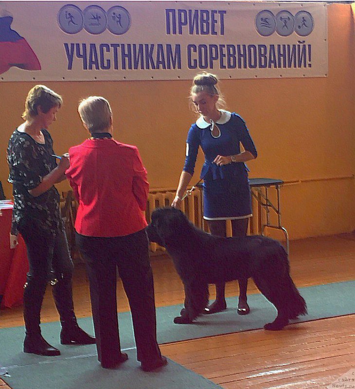 Фото: ньюфаундленд Смигар Юликс Солнечный