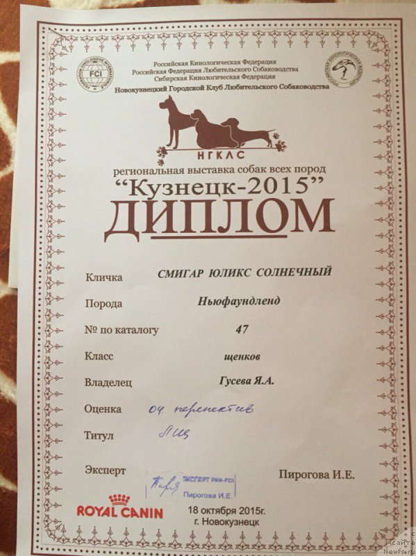 Фото: ньюфаундленд Смигар Юликс Солнечный