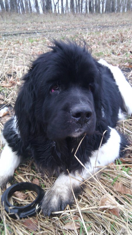 Фото: ньюфаундленд Фиаметтахауз Претти Дрим