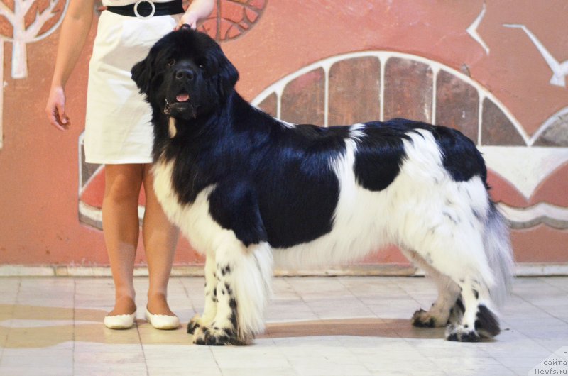 Фото: ньюфаундленд Плюшевая Панда Ферреро Ронд Нуар (Plushevaya Panda Ferrero Rond Noir)