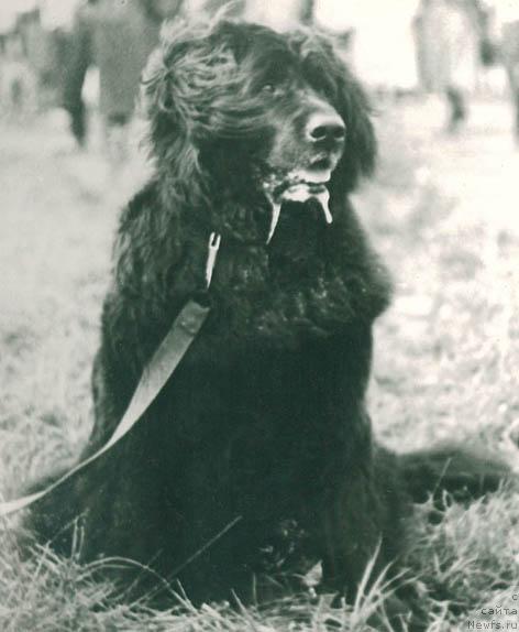 Фото: ньюфаундленд Южана