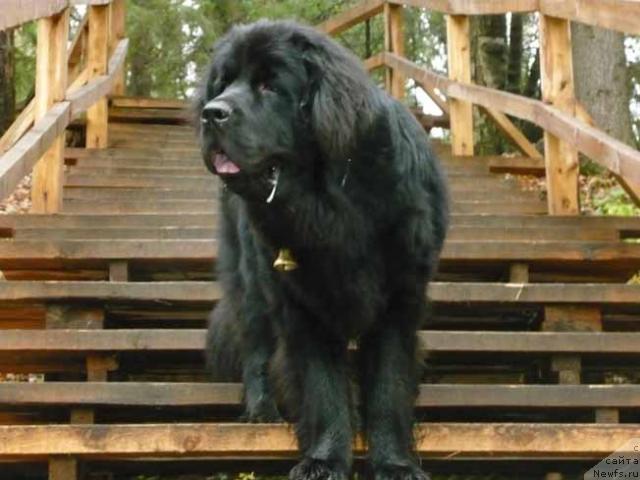 Фото: ньюфаундленд Сент Джонс Орфей