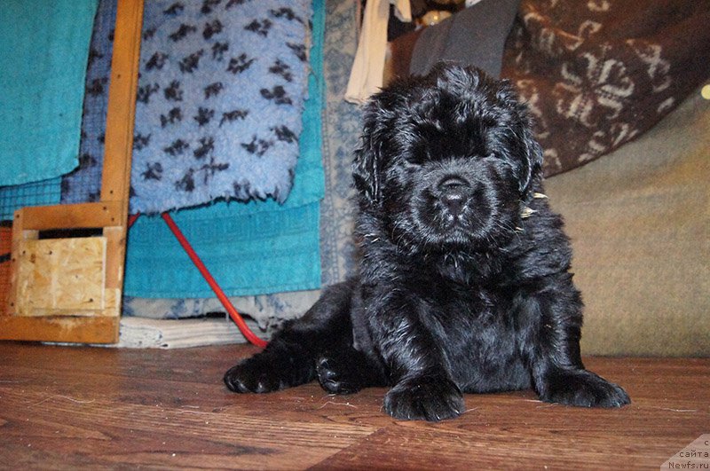 Фото: ньюфаундленд Супер Бизон О Ла Ла