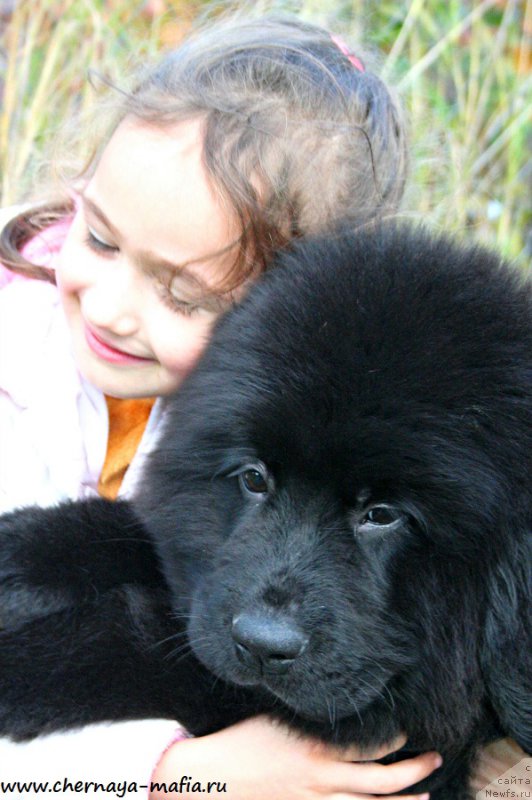 Фото: ньюфаундленд Черная Мафия Абове анд Беуонд (Chernaya Mafia Above and Beyond)