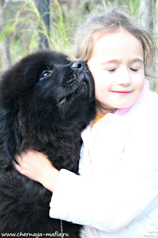 Фото: ньюфаундленд Черная Мафия Абове анд Беуонд (Chernaya Mafia Above and Beyond)