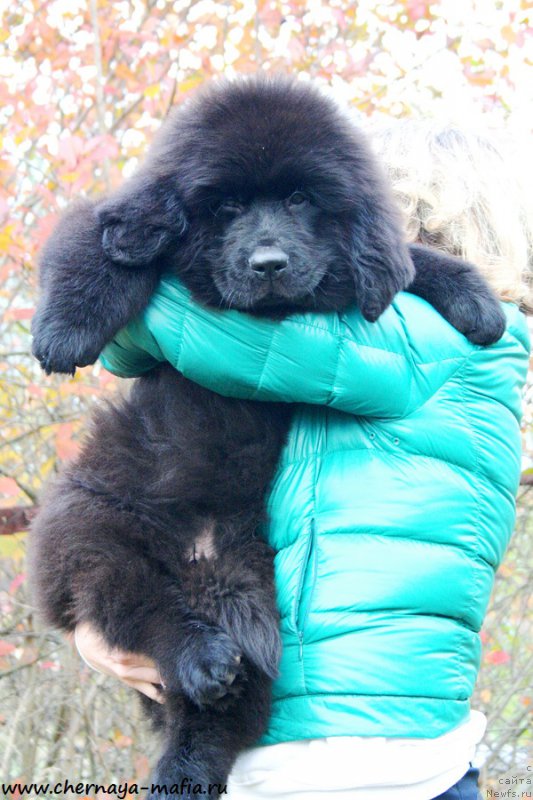 Фотография № 194319