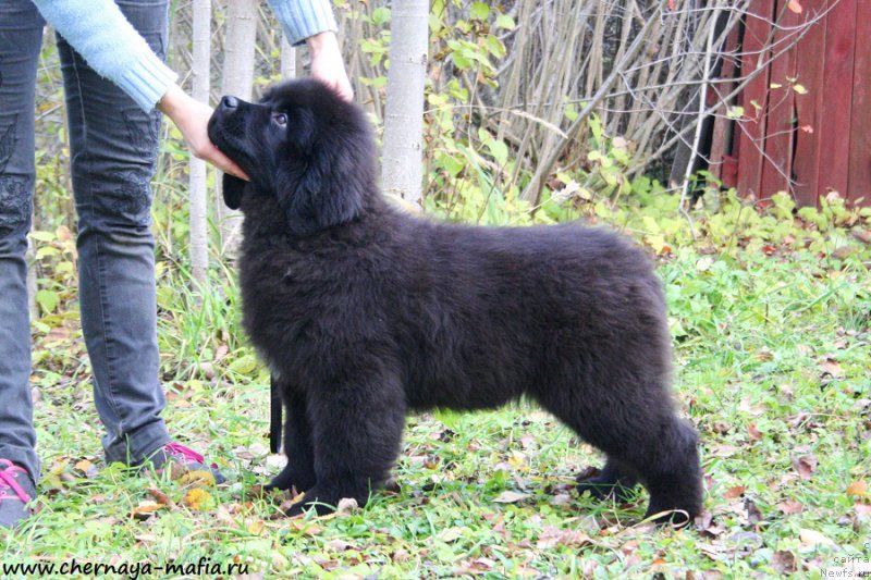 Фотография № 194327