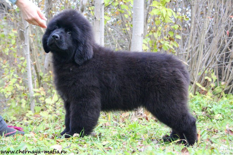 Фотография № 194328