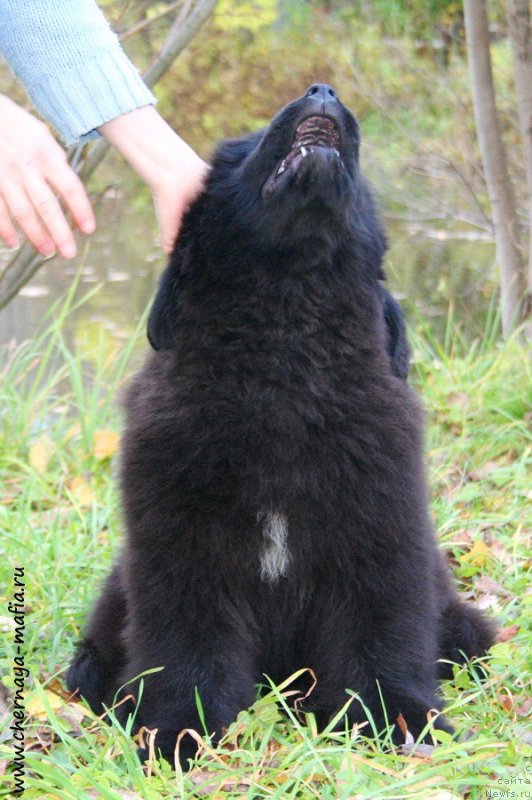 Фотография № 194333