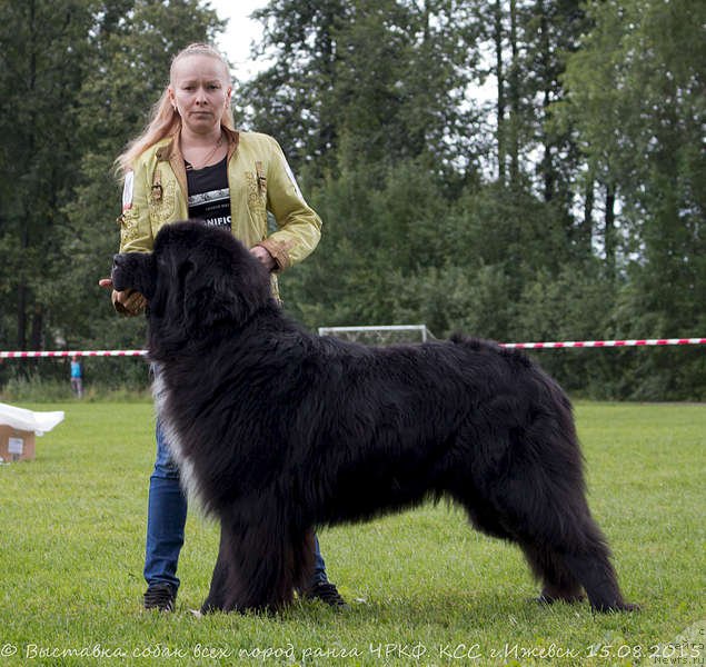 Фото: ньюфаундленд Старди Коллекшн Баловень