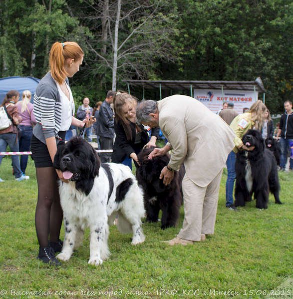 Фото: ньюфаундленд Старди Коллекшн Баловень