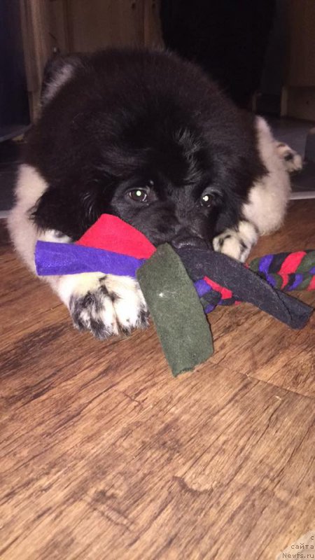 Фотография № 194338