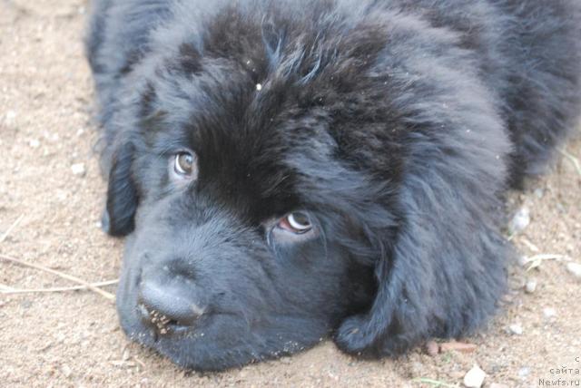 Фото: ньюфаундленд Смигар Империя Страсти