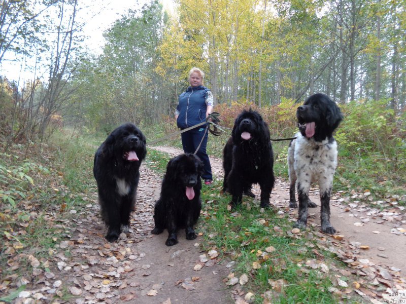 Фото: ньюфаундленд Флюфи Аваланч Спесиаллу Борн фор Юу
