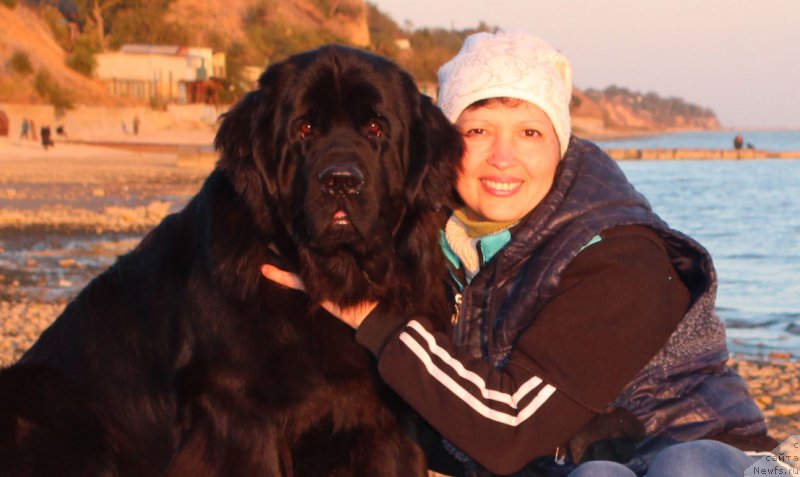 Фото: Луиза Спинёва, ньюфаундленд Ялианна с Берега Дона (Yalianna s Berega Dona)