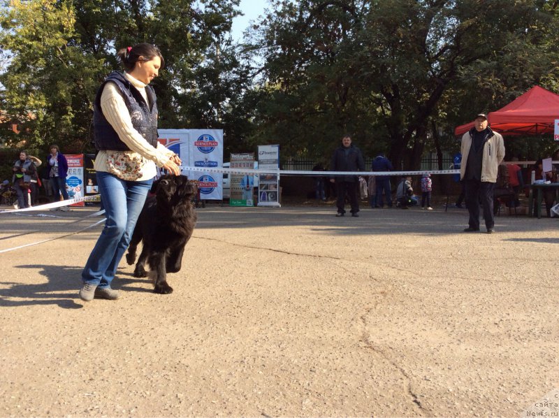Фото: ньюфаундленд Ялианна с Берега Дона (Yalianna s Berega Dona), Луиза Спинёва