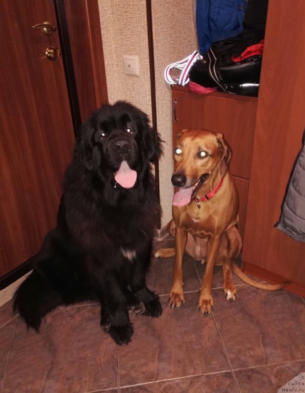 Фото: ньюфаундленд Ньюфорт Аманда Блум (Njufort Amanda Blum)