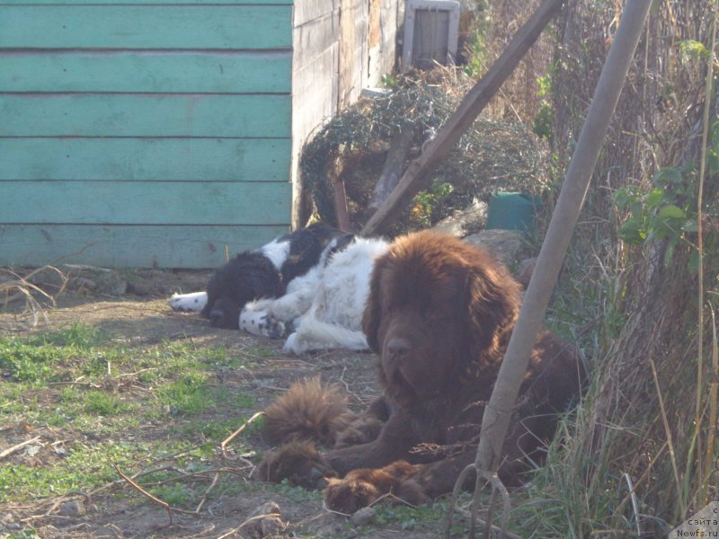 Фото: ньюфаундленд Супер Премиум Литониэль Валланинор (Super Premium Litoniel Vallaninor), ньюфаундленд Ньюфорт Ю'Северино