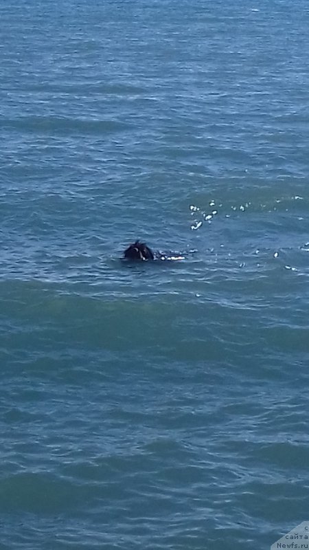 Фото: ньюфаундленд Антей Элерон