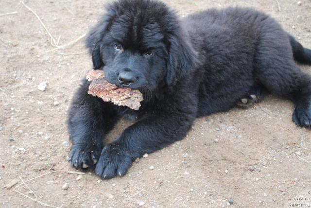 Фото: ньюфаундленд Смигар Империя Страсти