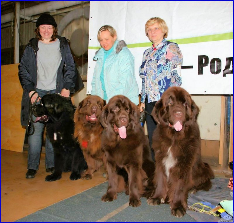 Фото: Ирина Саяпова, ньюфаундленд Аквиан Сонг Овер зе Юниверс, Лена Зырина, ньюфаундленд Браунблад МСК Хаким Голд Хайдар (Brownblood MSK Hakim Gold Haydar), Светлана Панченко, ньюфаундленд Ньюфорт Ваше Величество Брабус, ньюфаундленд Обуш Шед Янтарный Поцелуй