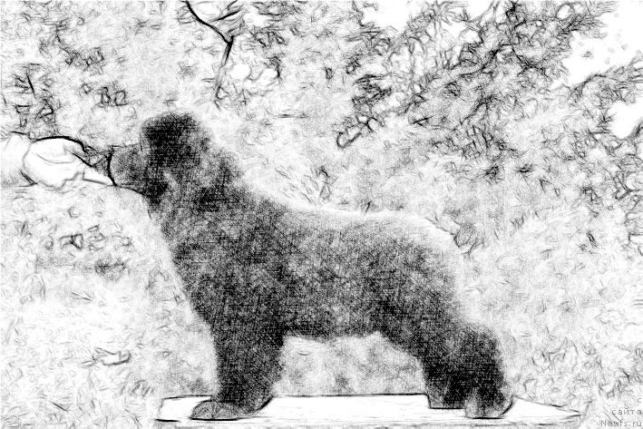 Фото: ньюфаундленд Жерар с Берега Дона (Zherar s Berega Dona)