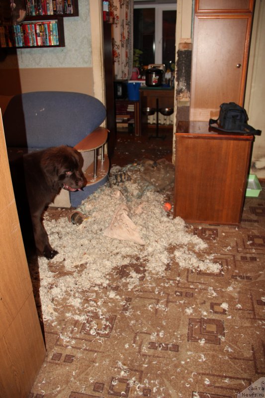 Фотография № 194384