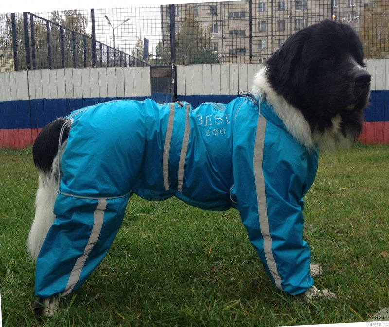 Фотография № 194386