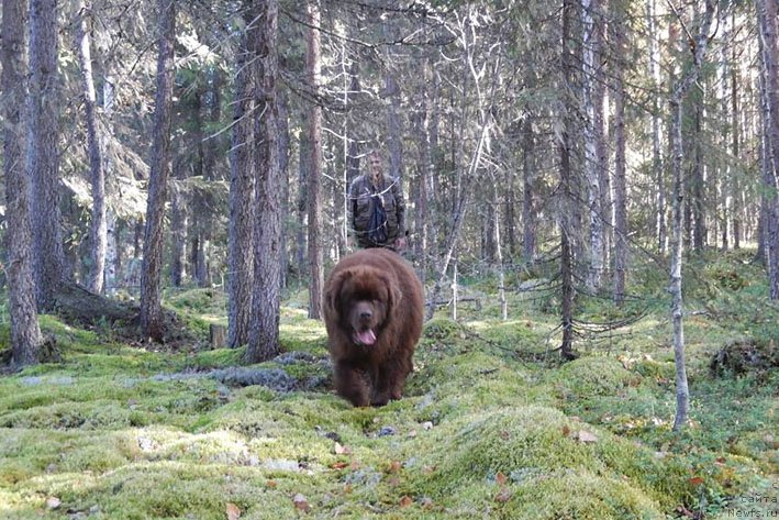 Фото: ньюфаундленд Хорунжий с Берега Дона (Horunzhy s Berega Dona)