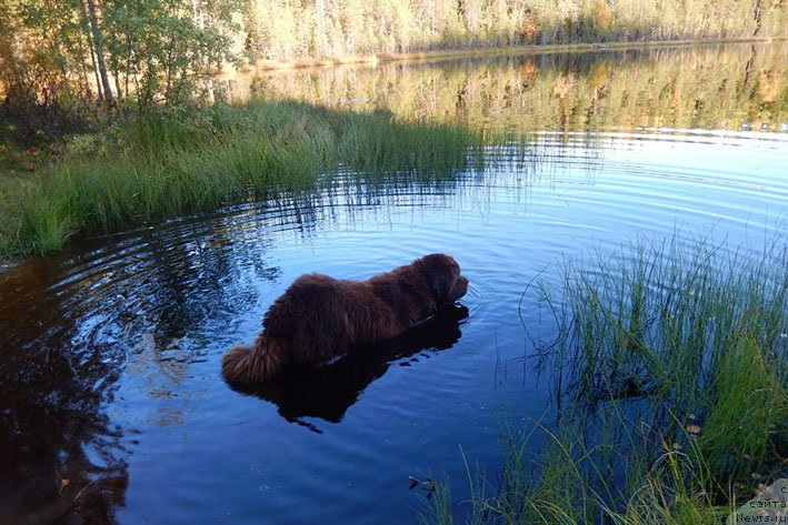 Фото: ньюфаундленд Хорунжий с Берега Дона (Horunzhy s Berega Dona)