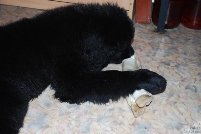 Фото: ньюфаундленд Смигар Империя Страсти