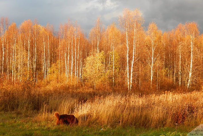 Фото: ньюфаундленд Хорунжий с Берега Дона (Horunzhy s Berega Dona)