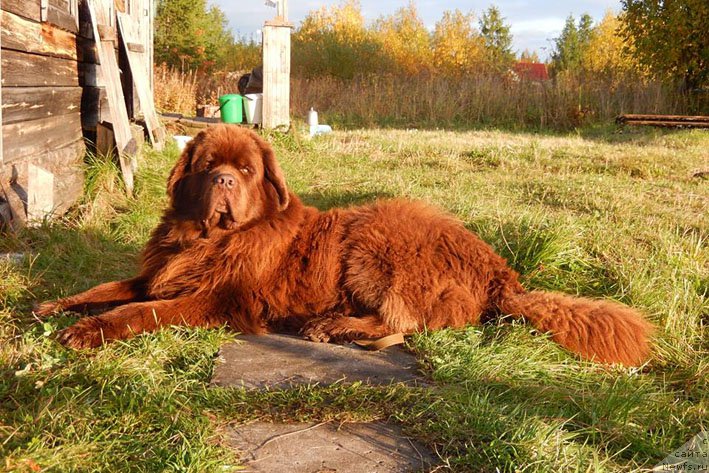 Фото: ньюфаундленд Хорунжий с Берега Дона (Horunzhy s Berega Dona)