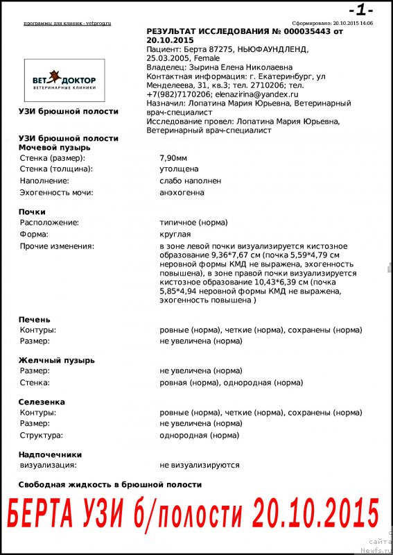 Фото: ньюфаундленд Беретта