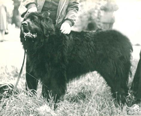 Фото: ньюфаундленд Тим