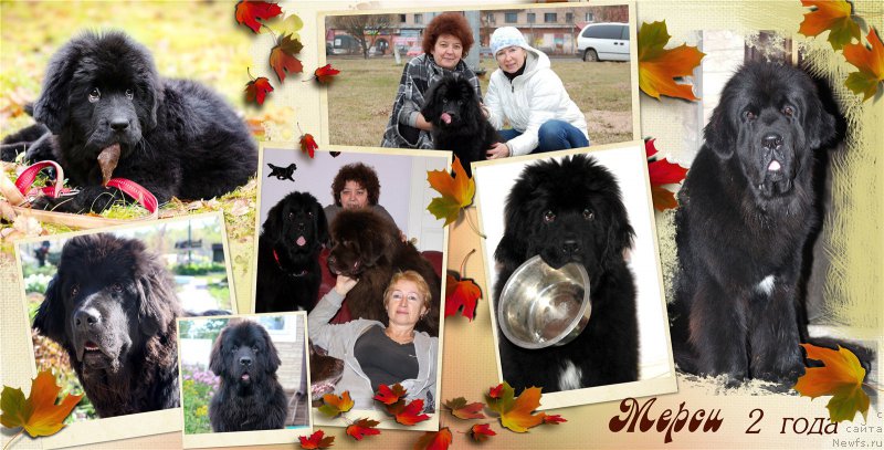 Фото: ньюфаундленд Мерседес Вялiкi Мядзведзь (Mercedes Vialiki Miadzvedz)