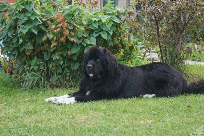Фото: ньюфаундленд Сафирина Катту Скарлетт (Safirina Katty Scarlett)