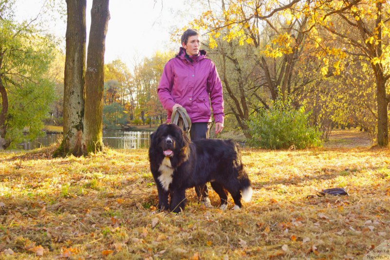 Фото: ньюфаундленд Саппхире Кинг оф Му Хеарт (Sapphire King of My Heart)